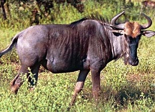 black wildebeest