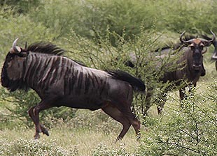 blue_wildebeest