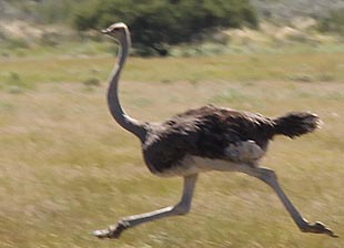 Ostrich