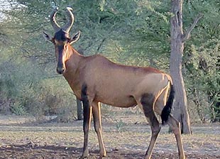 Red Hartebeest