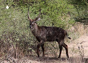 Waterbuck